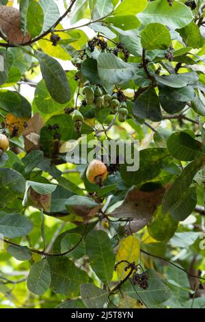 Pomme de noix de cajou mûre et non panée ou fruit de noix de cajou accroché à l'arbre Banque D'Images