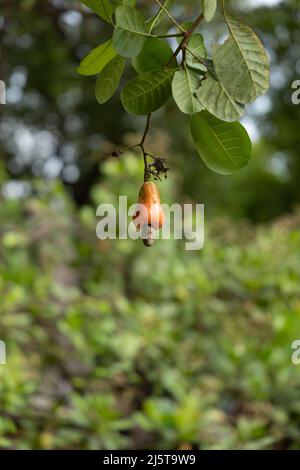 Pomme de noix de cajou mûre et non panée ou fruit de noix de cajou accroché à l'arbre Banque D'Images