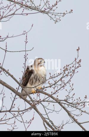 Faucon à queue rouge Buteo jamaicensis perché haut dans une chasse aux arbres au Canada Banque D'Images