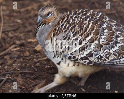 Malleefowl mâle actif et énergique, construisant sans relâche un monticule nichant. Banque D'Images