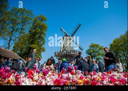 Lisse, pays-Bas. 24th avril 2022. On voit les gens profiter du beau temps dans le jardin. Keukenhof est également connu comme le jardin d'Europe, l'un des plus grands jardins fleuris du monde et est situé à Lisse, aux pays-Bas. Le parc n'a pas été autorisé à s'ouvrir pendant deux ans en raison des mesures de la couronne. Enfin, les visiteurs peuvent vraiment découvrir la splendeur florale à nouveau. Crédit : SOPA Images Limited/Alamy Live News Banque D'Images