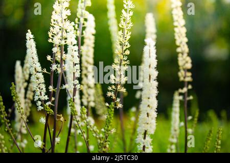 Fleurs de Veronicastrum en gros plan sur fond vert de jardin Banque D'Images