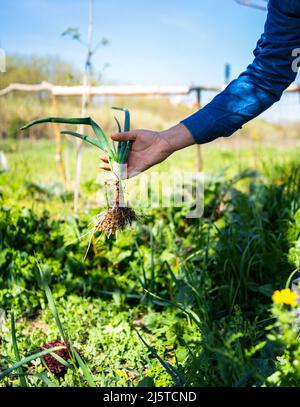l'homme ramasse un petit oignon dans son potager urbain Banque D'Images