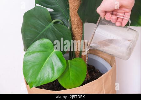 Un homme arrose une plante de monstère à partir d'un arrosoir. Soin des plantes à domicile. Banque D'Images