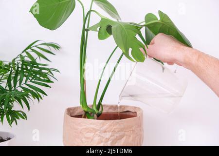Un homme arrose une plante de monstère à partir d'un arrosoir. Soin des plantes à domicile. Banque D'Images