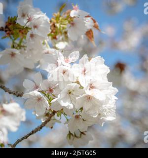 Fleur de cerisier blanc gros plan sur les fleurs sur une branche avec ciel bleu en arrière-plan Banque D'Images