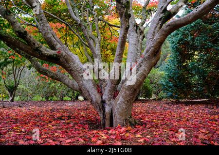 Sur Un lit de feuilles d'automne Banque D'Images