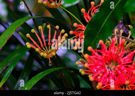 Fleurs Firewheel Banque D'Images