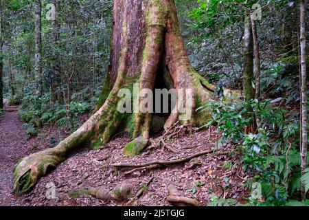 Géant de la forêt tropicale Banque D'Images