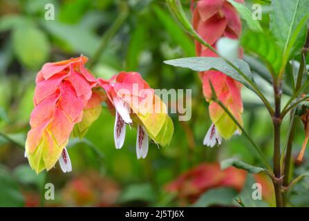 Macrophotographie d'une plante de crevettes multicolore (Justicia brandegeana) présentant des couleurs jaune, orange et verte avec des fleurs blanches et un fond vert. Banque D'Images