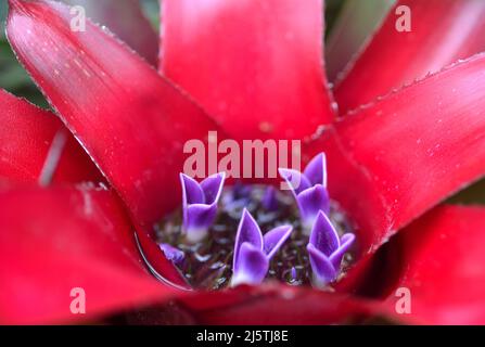 Macrophotographie de la néorgelie rouge avec des fleurs violettes Banque D'Images