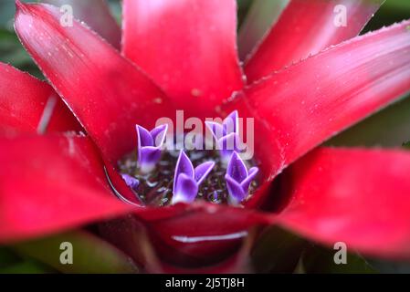 Macrophotographie de la néorgelie rouge avec des fleurs violettes Banque D'Images
