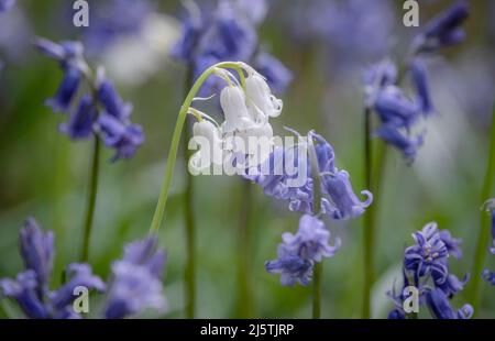 Une éclaboussure de blanc dans une mer de bleu. Un Bluebell blanc se distingue dans un tapis de Bluebells traditionnels dans un bois du Worcestershire, en Angleterre. Banque D'Images