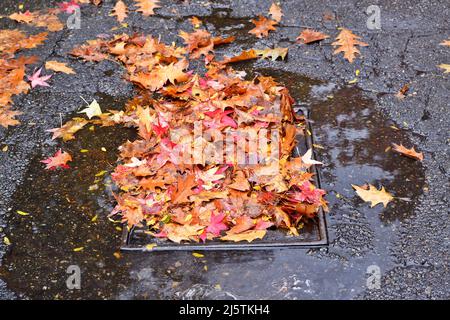 Évacuation des eaux pluviales bloquée par des feuilles tombées Banque D'Images