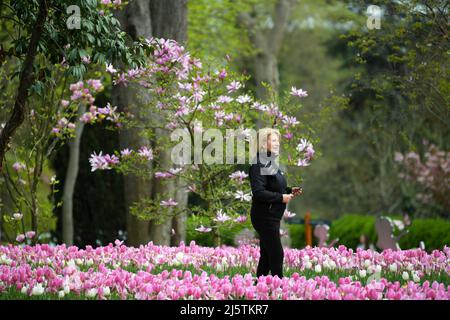 Istanbul, Turquie. 25th avril 2022. Une femme marche dans un parc à Istanbul, en Turquie, le 25 avril 2022, au milieu de tulipes fleuris. Le Festival annuel des tulipes d'Istanbul, la plus grande ville de Turquie, a attiré lundi des troupeaux de personnes vers les parcs et les jardins de la ville pour profiter d'une mer colorée de fleurs présentant des dessins uniques par des botanistes. Credit: Shadati/Xinhua/Alamy Live News Banque D'Images