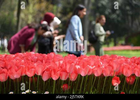 Istanbul, Turquie. 25th avril 2022. Les gens marchent devant des tulipes en fleurs dans un parc à Istanbul, Turquie, 25 avril 2022. Le Festival annuel des tulipes d'Istanbul, la plus grande ville de Turquie, a attiré lundi des troupeaux de personnes vers les parcs et les jardins de la ville pour profiter d'une mer colorée de fleurs présentant des dessins uniques par des botanistes. Credit: Shadati/Xinhua/Alamy Live News Banque D'Images