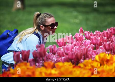 Istanbul, Turquie. 25th avril 2022. Une femme regarde des tulipes dans un parc à Istanbul, Turquie, le 25 avril 2022. Le Festival annuel des tulipes d'Istanbul, la plus grande ville de Turquie, a attiré lundi des troupeaux de personnes vers les parcs et les jardins de la ville pour profiter d'une mer colorée de fleurs présentant des dessins uniques par des botanistes. Credit: Shadati/Xinhua/Alamy Live News Banque D'Images