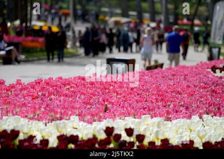 Istanbul, Turquie. 25th avril 2022. Les gens visitent un parc lors du Festival des tulipes à Istanbul, Turquie, le 25 avril 2022. Le Festival annuel des tulipes d'Istanbul, la plus grande ville de Turquie, a attiré lundi des troupeaux de personnes vers les parcs et les jardins de la ville pour profiter d'une mer colorée de fleurs présentant des dessins uniques par des botanistes. Credit: Shadati/Xinhua/Alamy Live News Banque D'Images