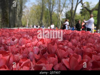 Istanbul, Turquie. 25th avril 2022. Les gens visitent un parc lors du Festival des tulipes à Istanbul, Turquie, le 25 avril 2022. Le Festival annuel des tulipes d'Istanbul, la plus grande ville de Turquie, a attiré lundi des troupeaux de personnes vers les parcs et les jardins de la ville pour profiter d'une mer colorée de fleurs présentant des dessins uniques par des botanistes. Credit: Shadati/Xinhua/Alamy Live News Banque D'Images