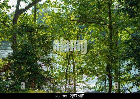 Arbres le long de la rivière Chattahoochee à Columbus en Géorgie. Banque D'Images