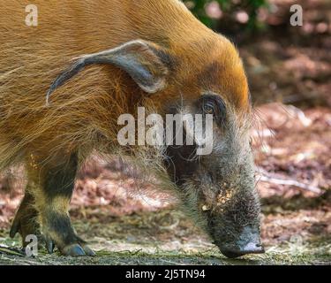 Red River Hog (Bush Pig) Root for Food Banque D'Images