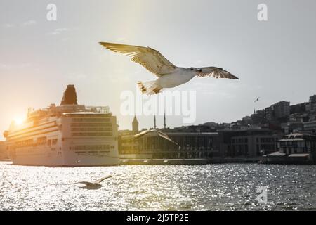 Le mouette survole un paquebot de croisière de luxe Banque D'Images