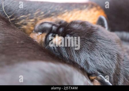 Très jeune Rottweiler chiot tète/se câlin à maman Banque D'Images