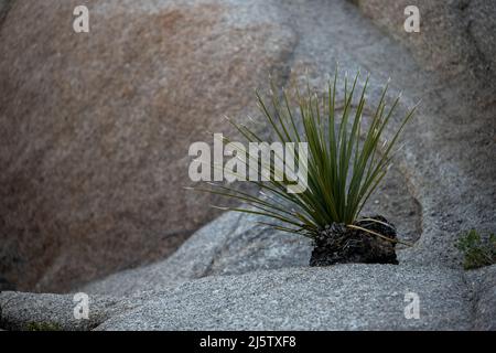 Petite Yucca qui grandit dans le parc national Rocks of Joshua Tree Banque D'Images
