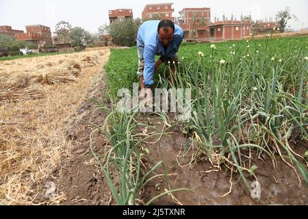 Monufia, Égypte. 25th avril 2022. L'agriculteur Ashraf plante du coton dans un champ de la province de Monufia, en Égypte, le 25 avril 2022. En avril, l'Égypte entre dans la saison des semis de coton. Les agriculteurs locaux utilisent pleinement leurs terres arables limitées dans la vallée du Nil et le delta pour planter des cotons dans la bonne saison, qui sont pour eux une importante source annuelle de revenus. Credit: Ahmed Gomaa/Xinhua/Alamy Live News Banque D'Images