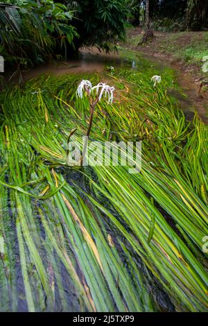 Le crinum thaianum (plante d'oignon thaïlandais, oignon d'eau, plante d'oignon) est une espèce en voie de disparition de plante florale de la famille des amaryllidaceae, endémique à la Banque D'Images