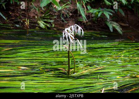 Le crinum thaianum (plante d'oignon thaïlandais, oignon d'eau, plante d'oignon) est une espèce en voie de disparition de plante florale de la famille des amaryllidaceae, endémique à la Banque D'Images