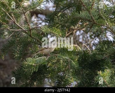 Un Kinglet couronné d'or dans un sapin Banque D'Images