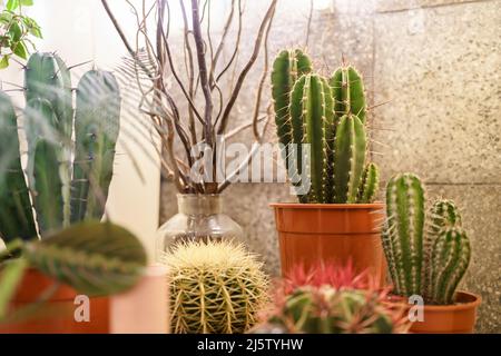 Cactus et plantes succulentes dans la pépinière en pot debout sur des étagères. Croissance des plantes de maison pour la maison. Banque D'Images