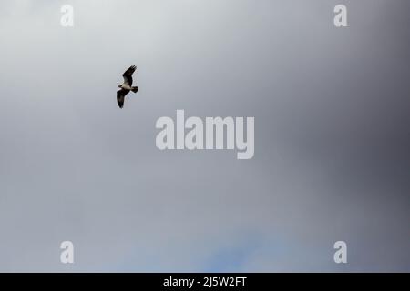 Osprey (Pandion haliatus) volant dans un ciel nuageux avec espace de copie, horizontal Banque D'Images