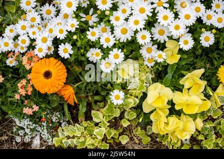 Margaret et diverses fleurs et herbe sont en croissance Banque D'Images