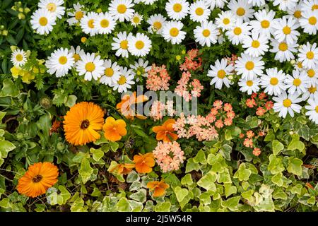 Margaret et diverses fleurs et herbe sont en croissance Banque D'Images