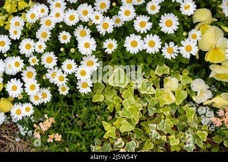 Margaret et diverses fleurs et herbe sont en croissance Banque D'Images