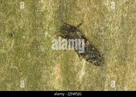 Poux de Nouvelle-Zélande (Nimbocopsocus australis) Banque D'Images