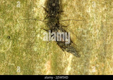 Poux de Nouvelle-Zélande (Nimbocopsocus australis) Banque D'Images