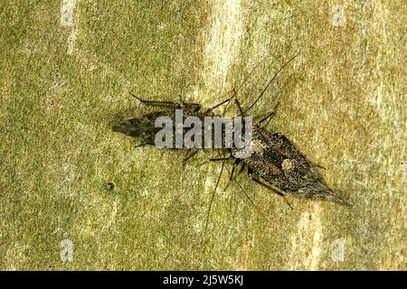 Poux de Nouvelle-Zélande (Nimbocopsocus australis) Banque D'Images