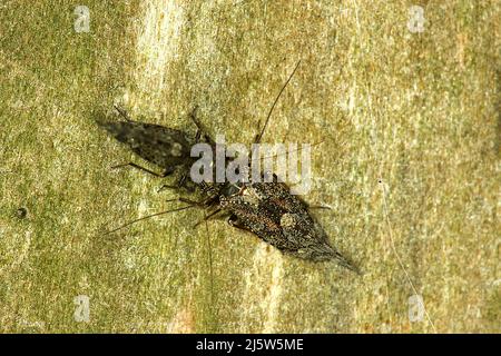 Poux de Nouvelle-Zélande (Nimbocopsocus australis) Banque D'Images