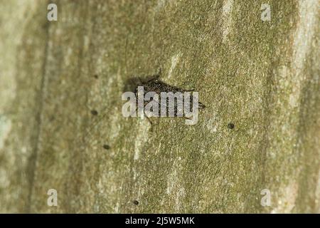 Poux de Nouvelle-Zélande (Nimbocopsocus australis) Banque D'Images