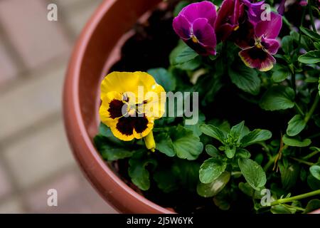 Pansies colorées dans une casserole en céramique. Fleurs de printemps. Banque D'Images