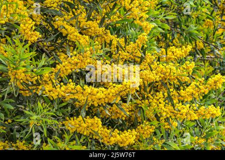 Fleurs jaunes d'une fleur de Cootamundra larmier Acacia huisleyana arbre de fermer sur un fond flou Banque D'Images