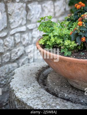 Géranium fleurs dans un pot en pierre Banque D'Images