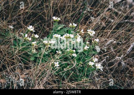 Arabis recta fleurit dans la nature au printemps Banque D'Images