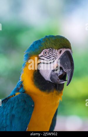 Gros plan sur le perroquet bleu et jaune de la macaw dans la nature Banque D'Images