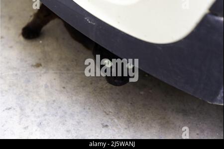 Détail d'un chat de rue abandonné caché sous une voiture Banque D'Images