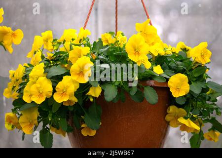 Pot de fleurs avec pansies jaunes dans une serre Banque D'Images