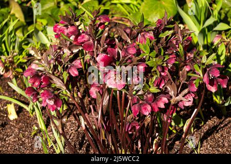 Bush de la première fleur d'hellébore bordeaux-rose au début du printemps Banque D'Images